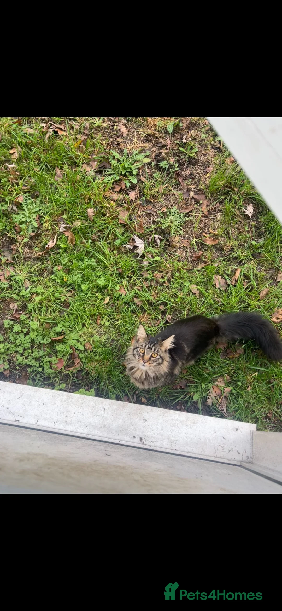 Maine Coon cats for sale: Chocolate brownie Tabby Maine coon   in Hayes - Advert 2