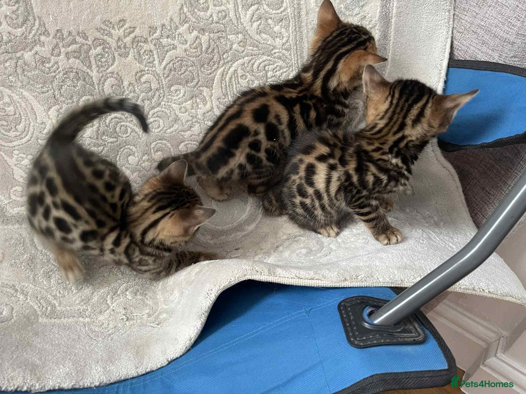 Bengal cats for sale: Bengal  - Image 13