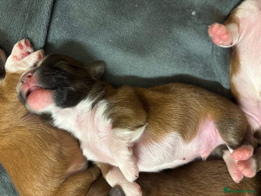 Lhasa Apso dogs for sale: KC registered Lhasa Apso puppies - Image 7