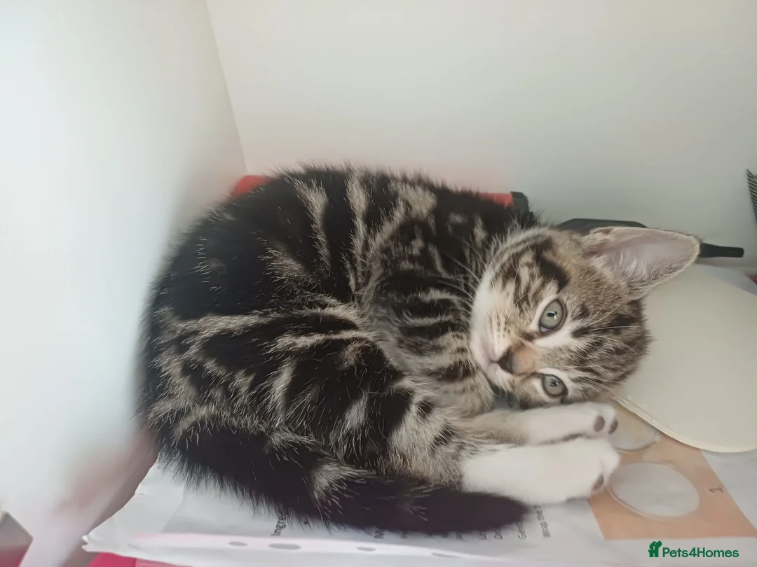 Mixed Breed cats for sale: 2 beautiful kittens  in Broadstone - Advert 1