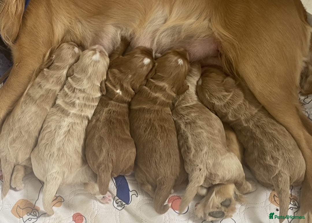 Cockapoo dogs for sale: 2 BOYS LEFT Quality F1 Cockapoos DNA CLEAR PARENTS - Image 11