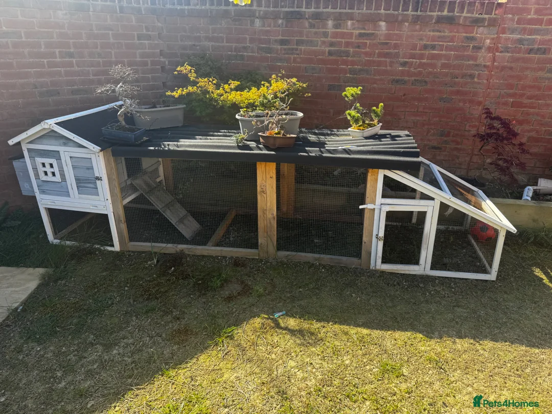 Mixed Breed rabbits for sale: Mixed bunny rabbit  - Advert 8