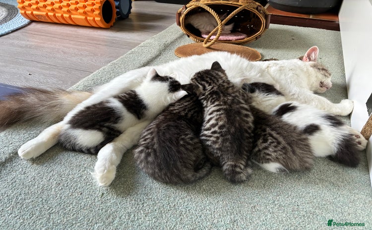 Mixed Breed cats - Advert 6
