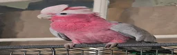 Cockatoo birds for sale: Loving Galah looking for Female forever home. in Shipley - Advert 2