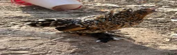 Chickens poultry for sale: Fleur Barbu D’Uccle Bantam Trio  - Advert 1