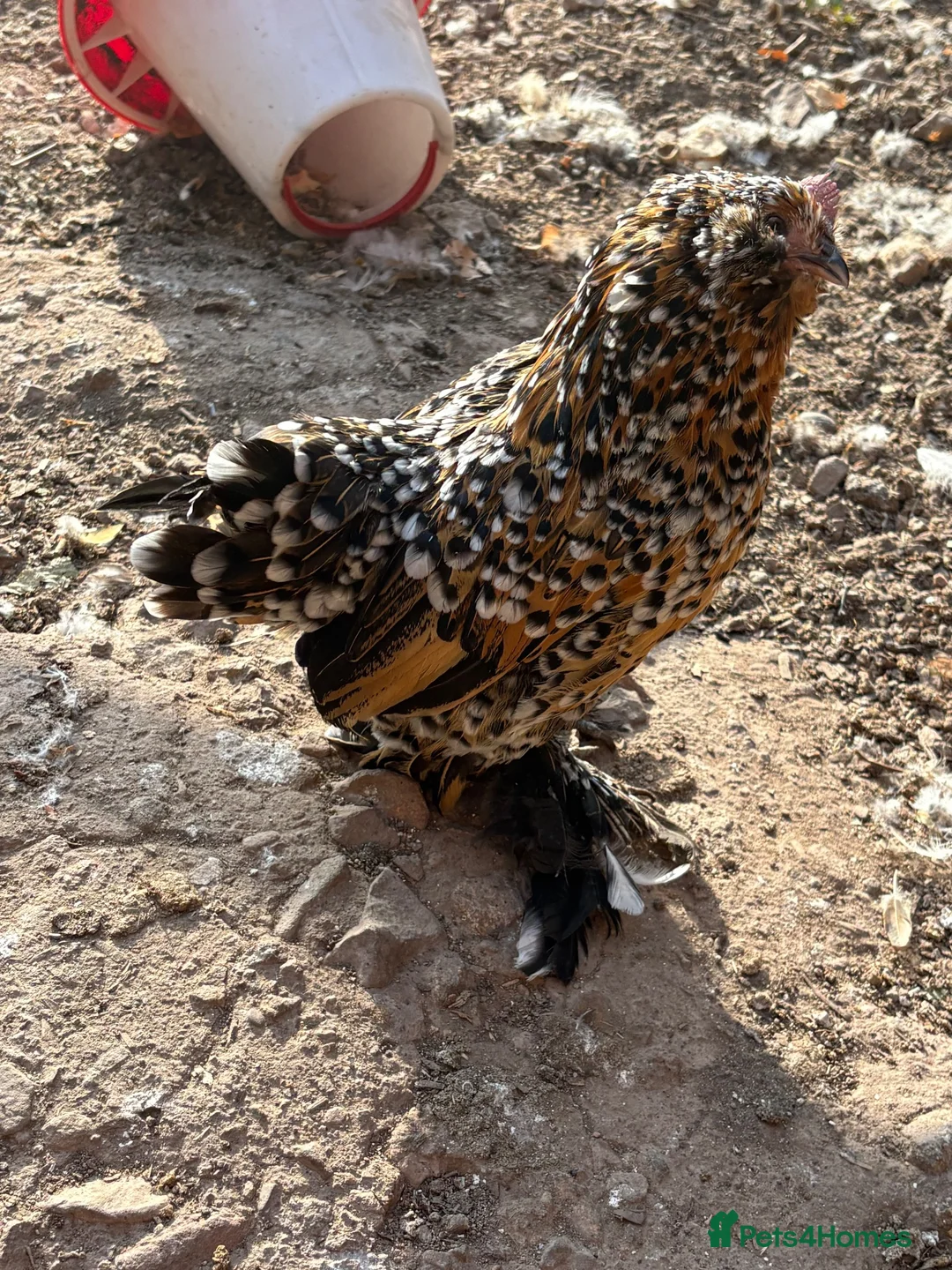 Chickens poultry for sale: Fleur Barbu D’Uccle Bantam Trio  - Advert 1