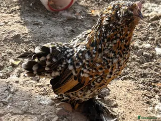 Chickens poultry Fleur Barbu D’Uccle Bantam Trio - Advert 1