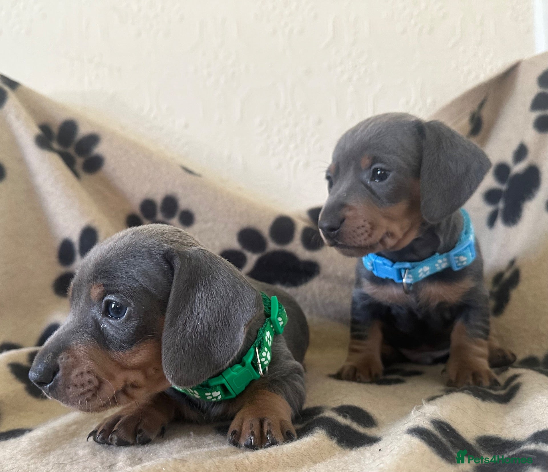 Miniature Dachshund dogs Gorgeous Miniature Sausages 💖  - Advert 11
