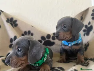 Miniature Dachshund dogs Gorgeous Miniature Sausages 💖 - Advert 11