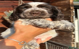 Cocker Spaniel dogs for sale: Show type cocker spaniel puppies  - Image 3