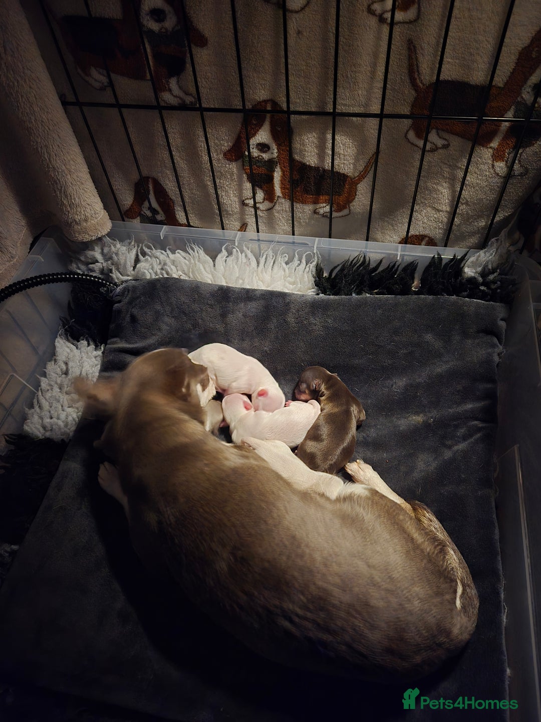 Chihuahua dogs for sale: 5 Beautiful true to type small chihuahuas - Advert 7