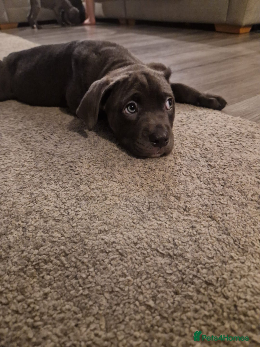 Mixed Breed dogs for sale: Cane corso cross staffy cross - Advert 5