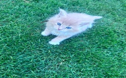 Maine Coon cats for sale: TICA REGISTERED champion Mainecoon kittens in Tring - Image 12