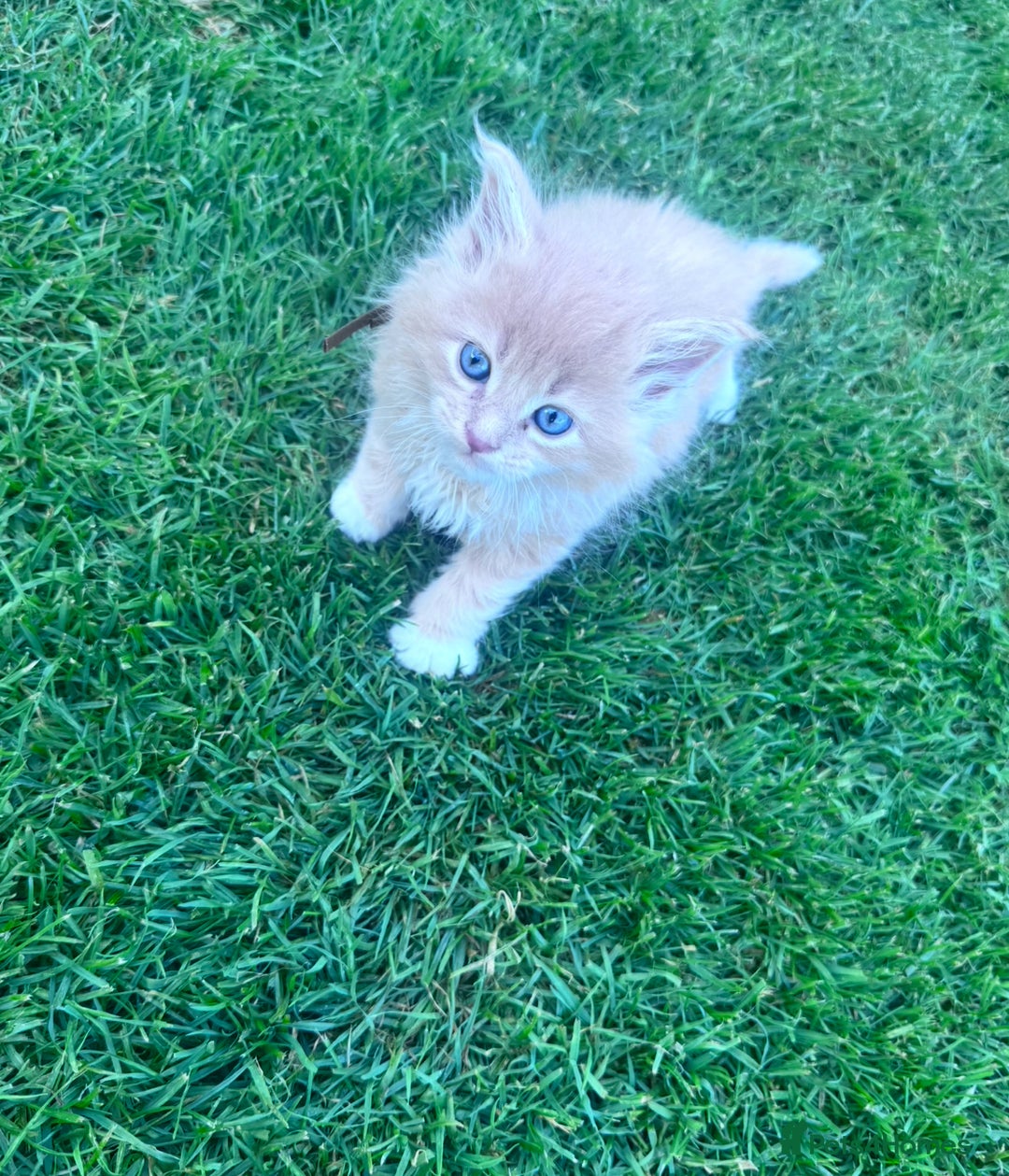 Maine Coon cats for sale: TICA REGISTERED champion Mainecoon kittens in Tring - Image 12
