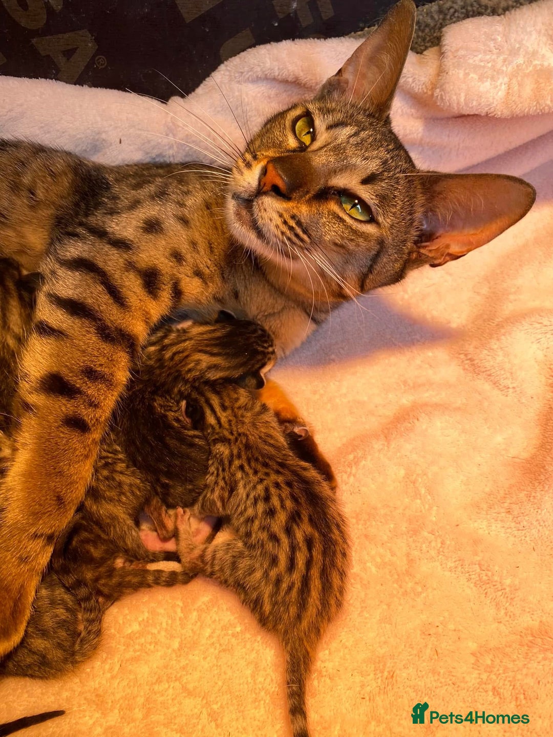 Bengal cats for sale: Tica registered bengal girl kitten 15 weeks - Advert 6