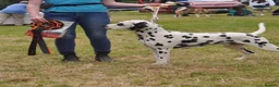 Dalmatian dogs for stud: KC Reg Dalmatian for stud  - Advert 3