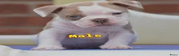 Olde English Bulldogge dogs for sale: Uk’s Longest & Most Reputable todate.  - Advert 4