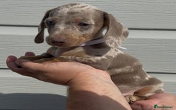 Miniature Dachshund dogs for sale: Miniature Dachshund Puppies  - Image 4
