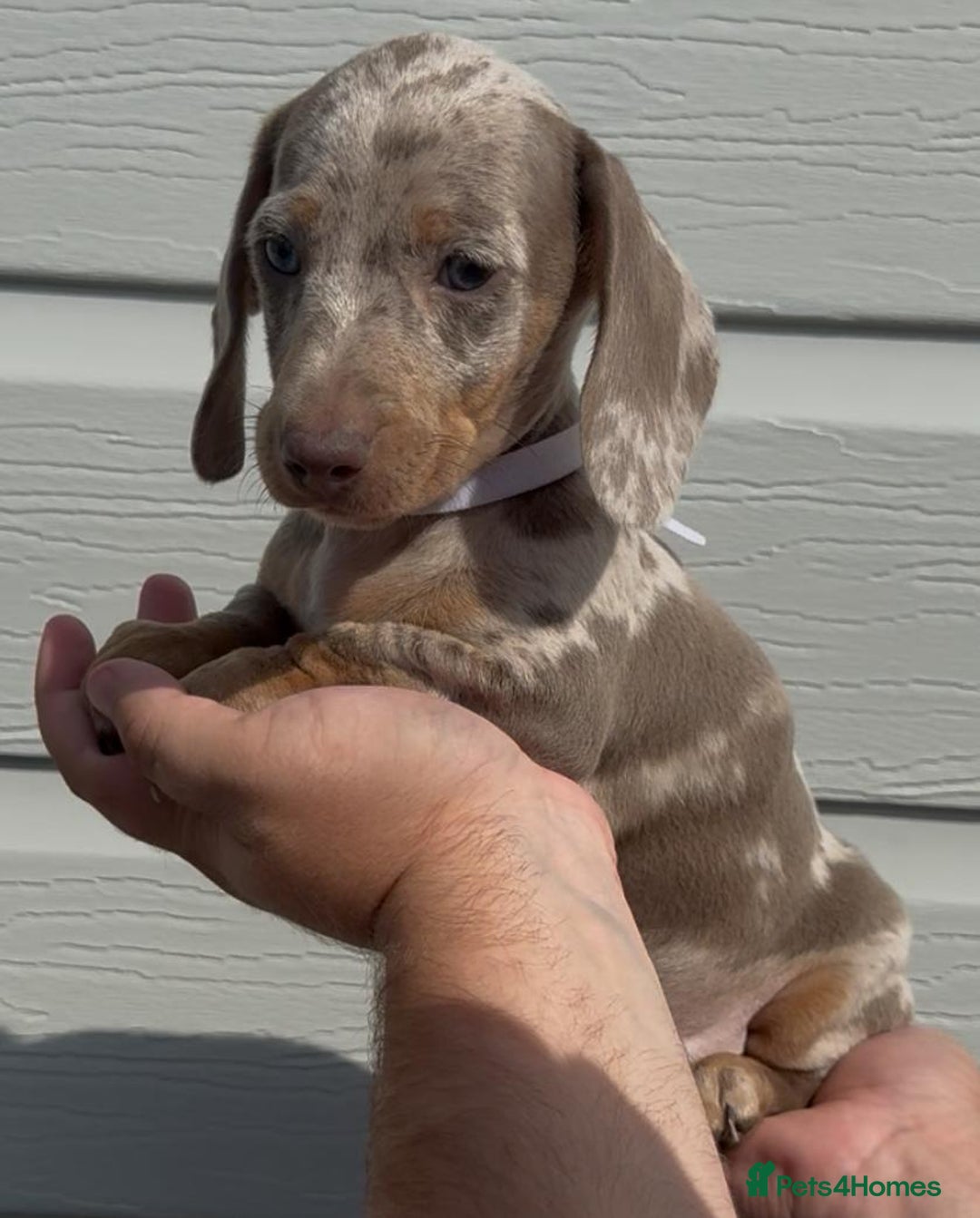 Miniature Dachshund dogs for sale: Miniature Dachshund Puppies  - Image 4