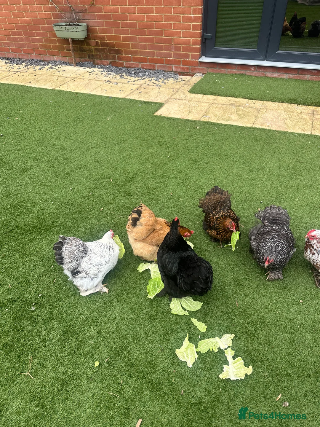 Chickens poultry for sale: 9 Batam Pekins  - Advert 7