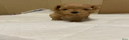 Maltipoo dogs for sale: Beautiful  Maltipoo puppies 🥰 - Advert 9