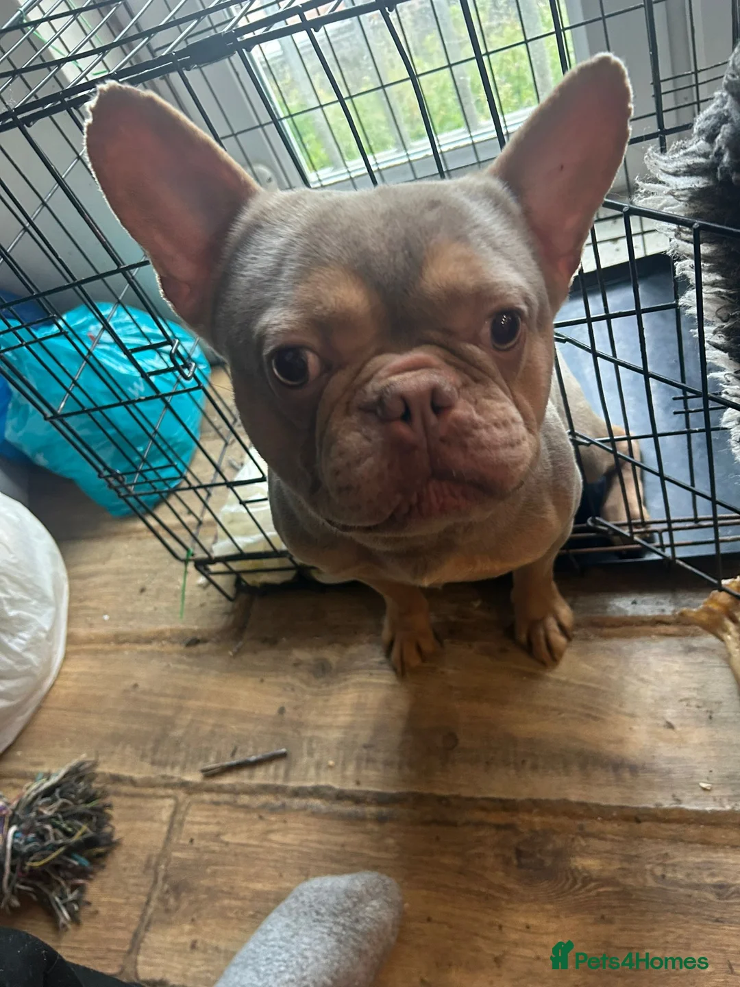French Bulldog dogs for sale: Bluey in Grays - Advert 1