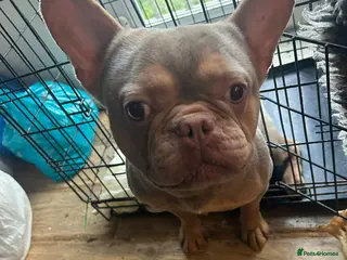 French Bulldog dogs Bluey - Advert 6