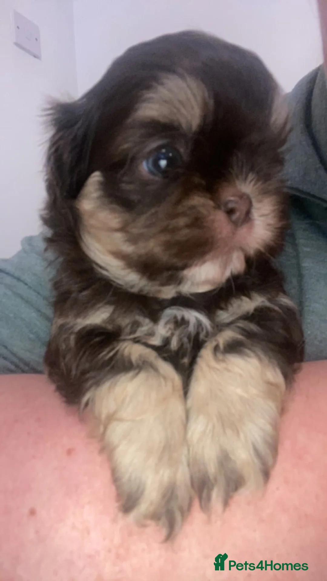Shih Tzu dogs for stud: WAFFLES Karashishi Imperial Shihtzu for stud   in Liverpool - Advert 11