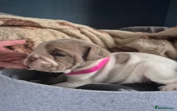 English Bulldog dogs for sale: Bulldog puppies - Image 3