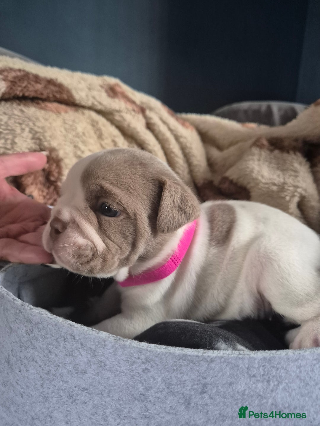 English Bulldog dogs for sale: Bulldog puppies - Image 3