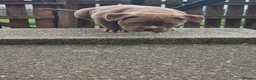 American Bully dogs for sale: Pocketbully puppy  - Advert 19