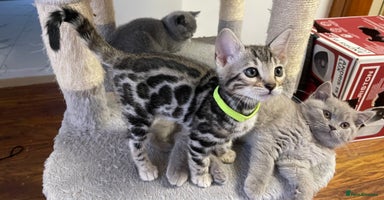 Bengal cats - Advert 9