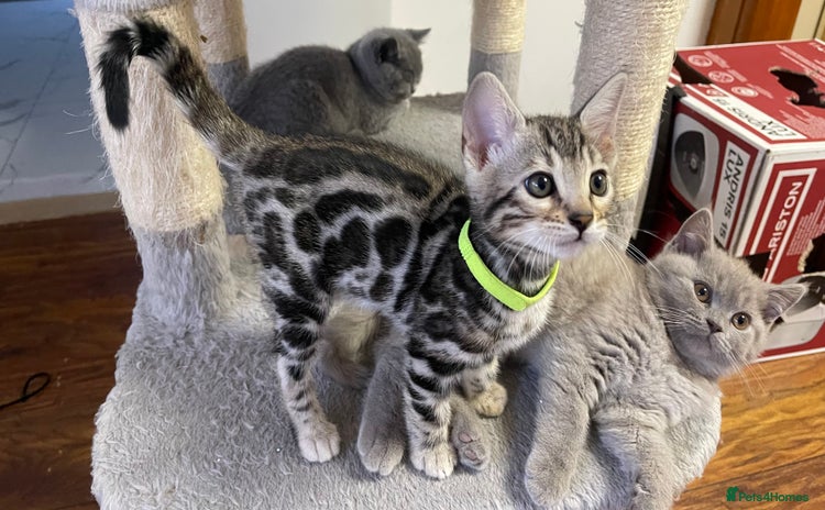 Bengal cats - Advert 15