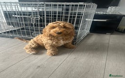 Cockapoo dogs for sale: Cockapoo  - Image 6