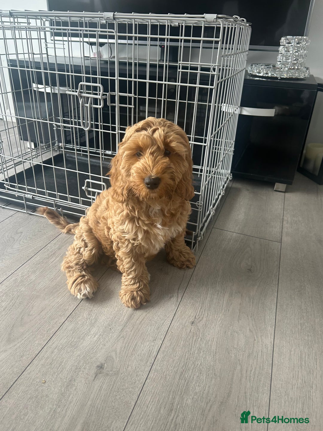 Cockapoo dogs for sale: Cockapoo  - Image 6