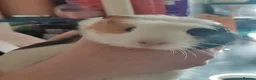 Guinea Pig rodents for sale: Beautiful guineas for sale  in Fleetwood - Advert 2