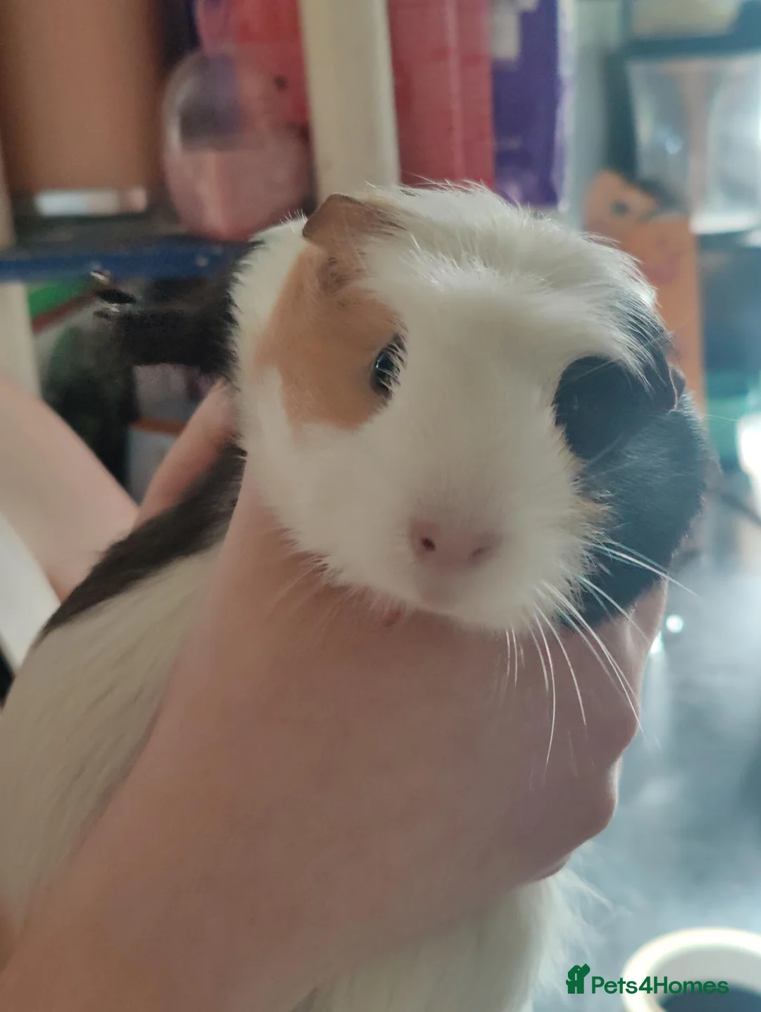 Guinea Pig rodents for sale: Beautiful guineas for sale  in Fleetwood - Advert 2