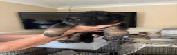 German Shepherd dogs for sale: German shepherd puppies - Advert 5