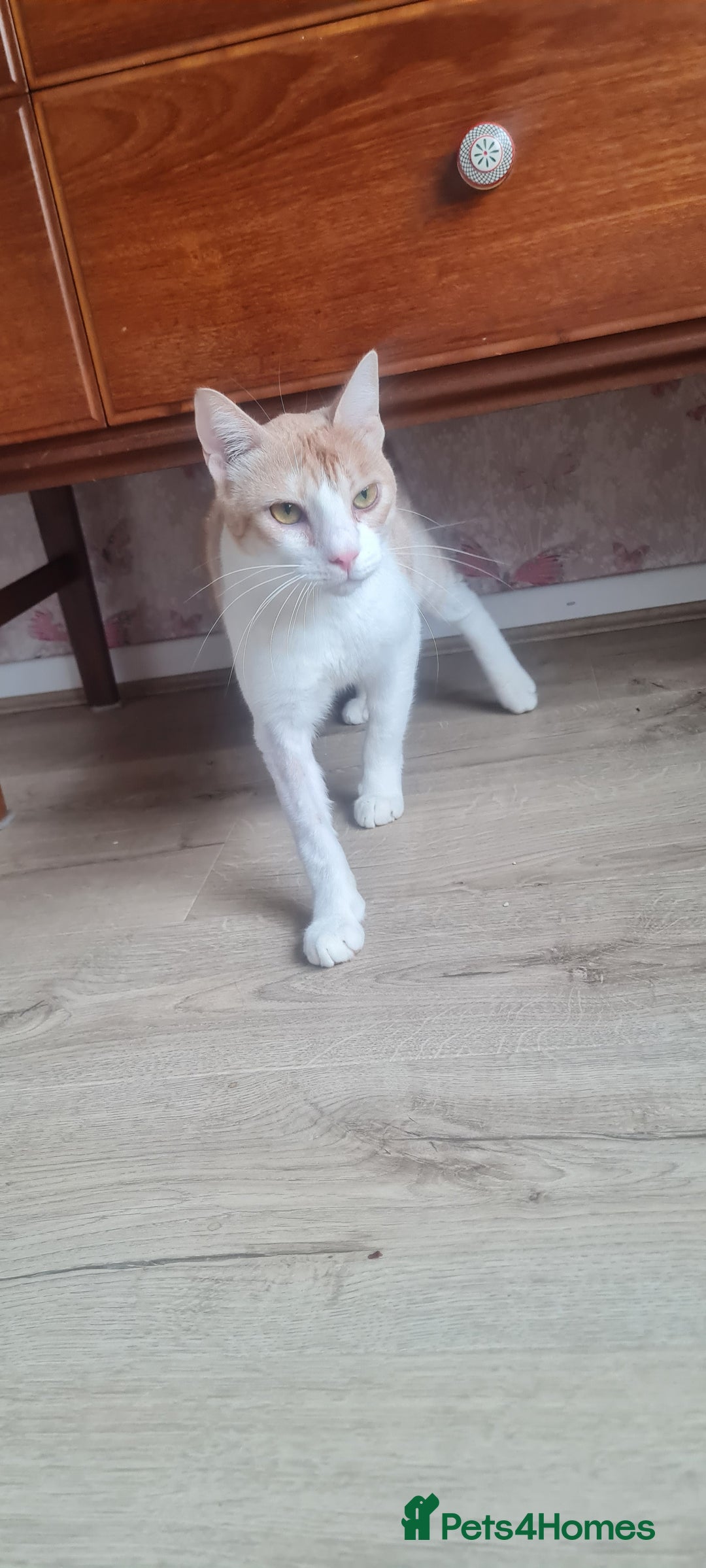 Mixed Breed cats for adoption: Lovely Theo is looking for a furever home - Image 5