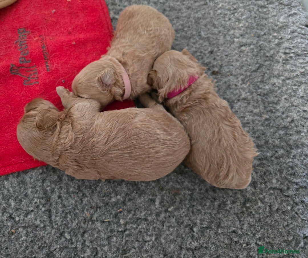 Maltipoo dogs for sale: F1 maltipoo's from health tested parents 1 Girl  - Image 10