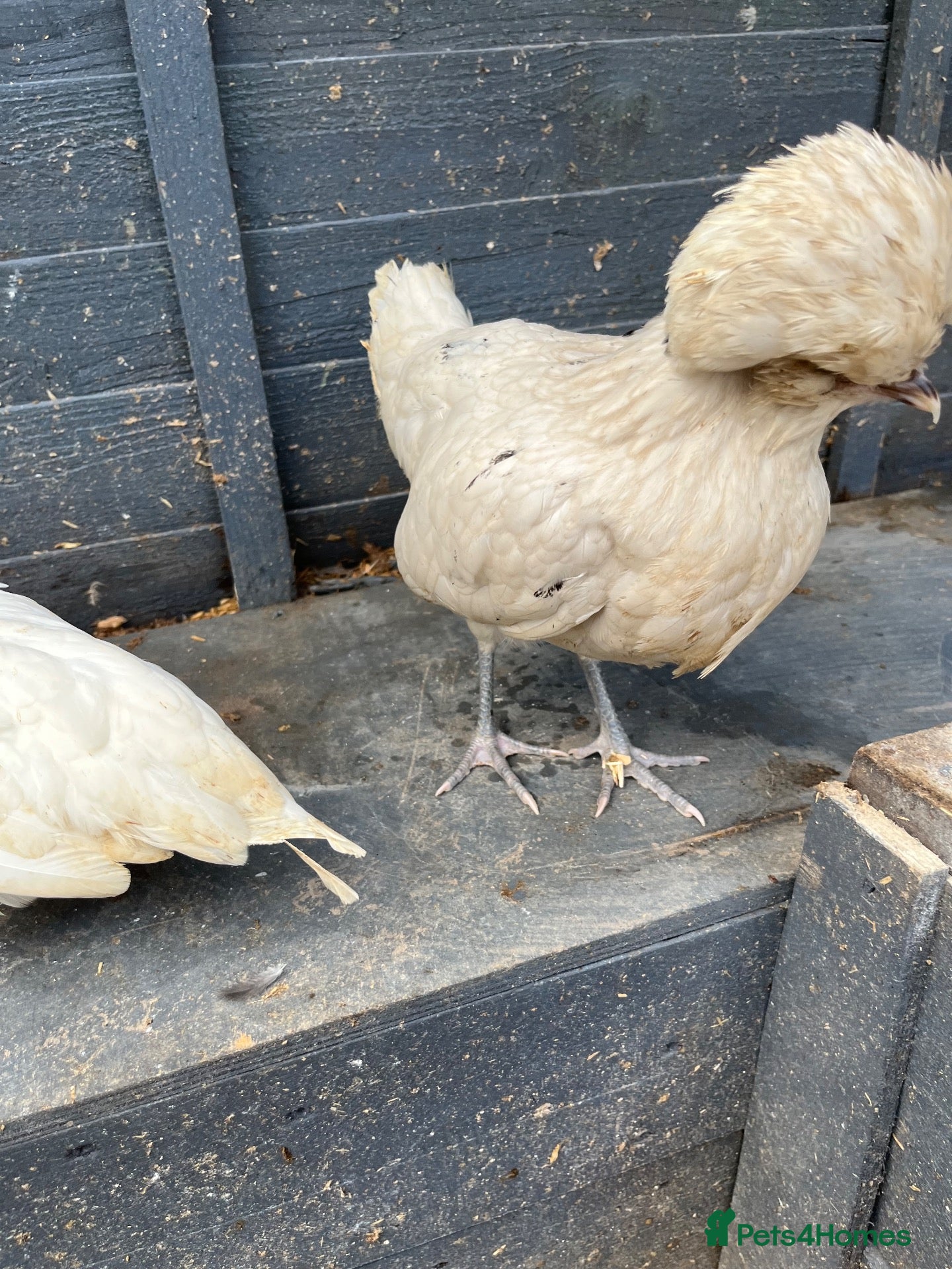 Chickens poultry Polish Pullets 16 weeks  - Advert 5
