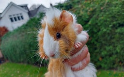 Guinea Pig rodents for sale: Beautiful Baby Guinea Pigs - Image 7