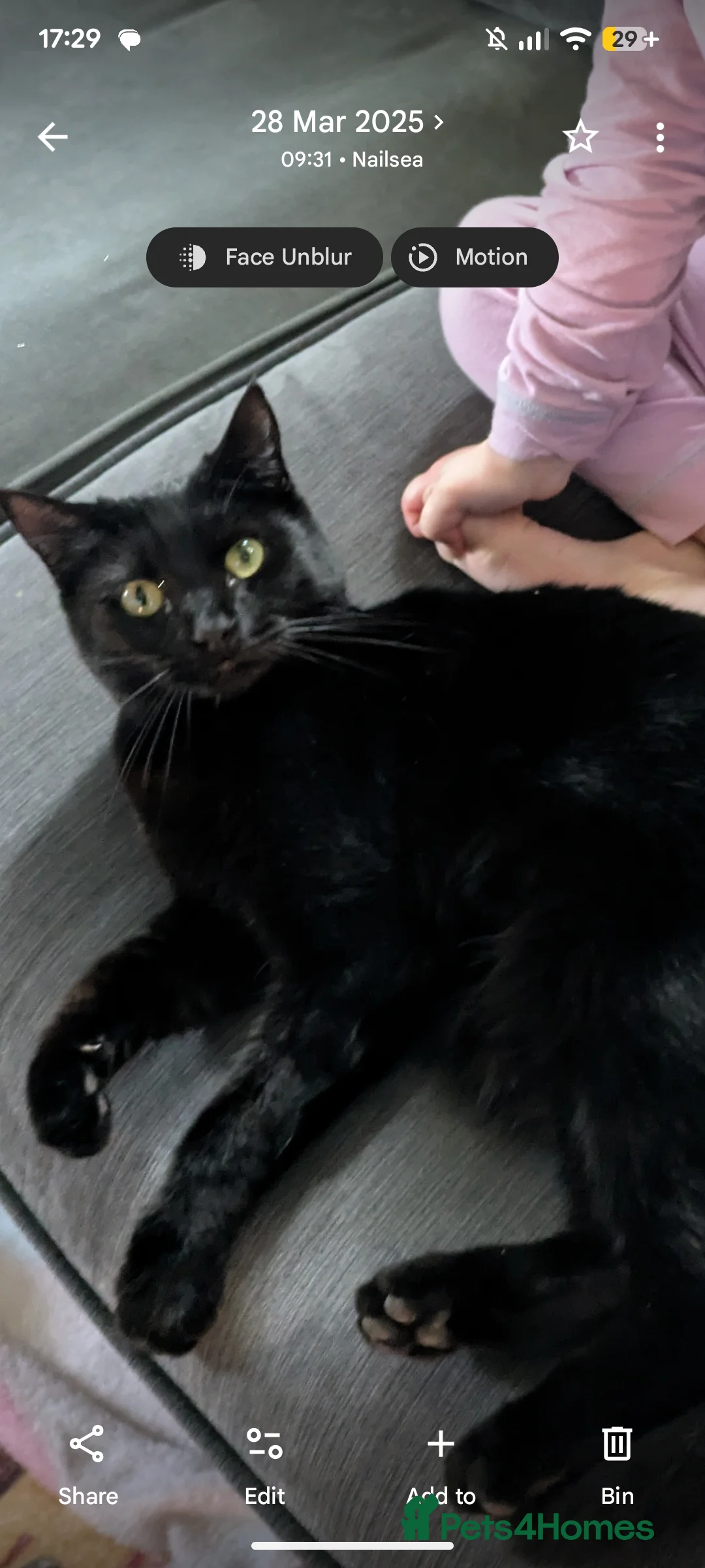 Mixed Breed cats for sale: Kiki the kitty in Bristol - Advert 2