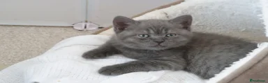 British Shorthair 2