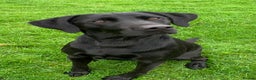 Labrador Retriever dogs for stud: KC registered black lab for stud in Banbury - Advert 4