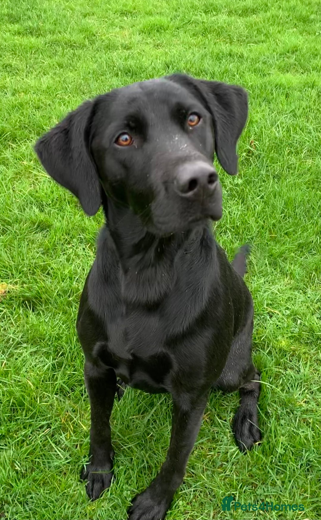 Labrador Retriever dogs for stud: KC registered black lab for stud in Banbury - Advert 4