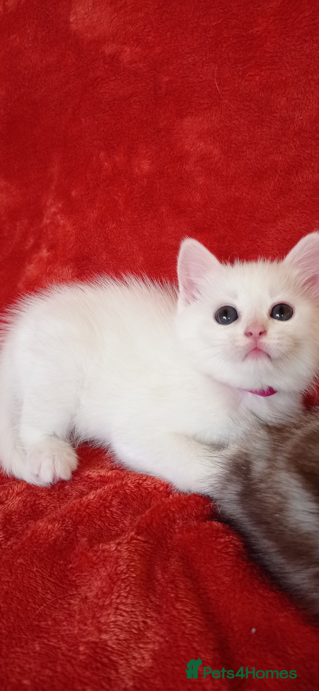 British Shorthair cats for sale: British shorthair Ragdoll mix - Advert 6