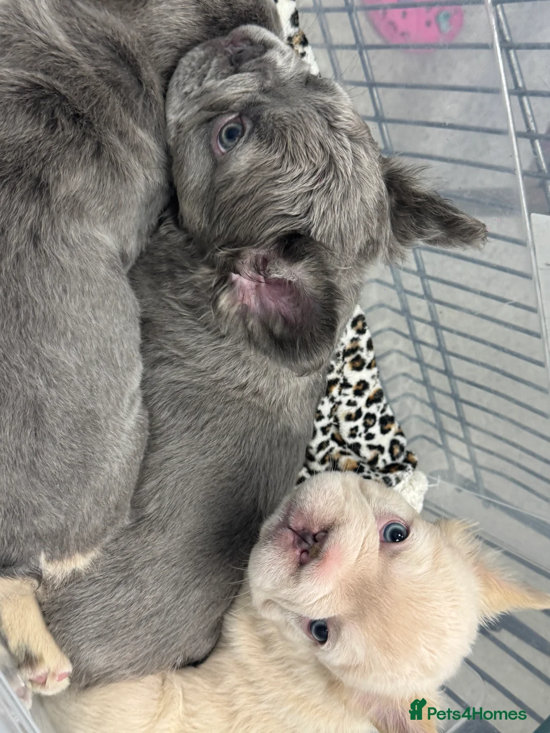 French Bulldog dogs for sale: Full fluffy French bulldog male 😍😍lilac tan  - Advert 6