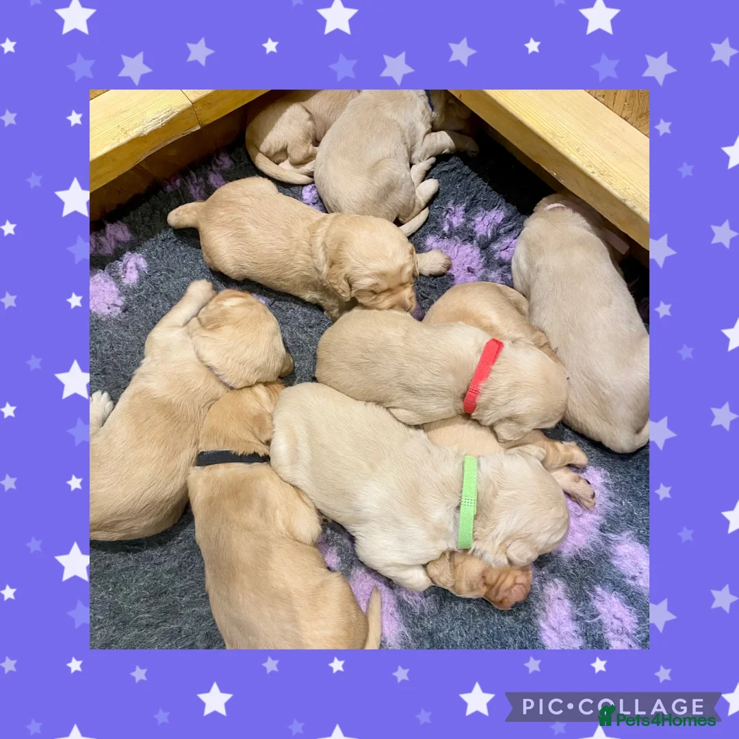 Labradoodle dogs for sale: Standard size labradoodle litter  - Advert 13