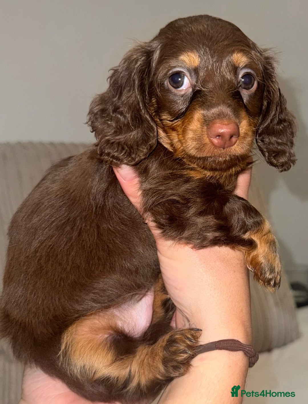 Dachshund dogs for sale: 4 long haired miniature dachshunds. - Image 7